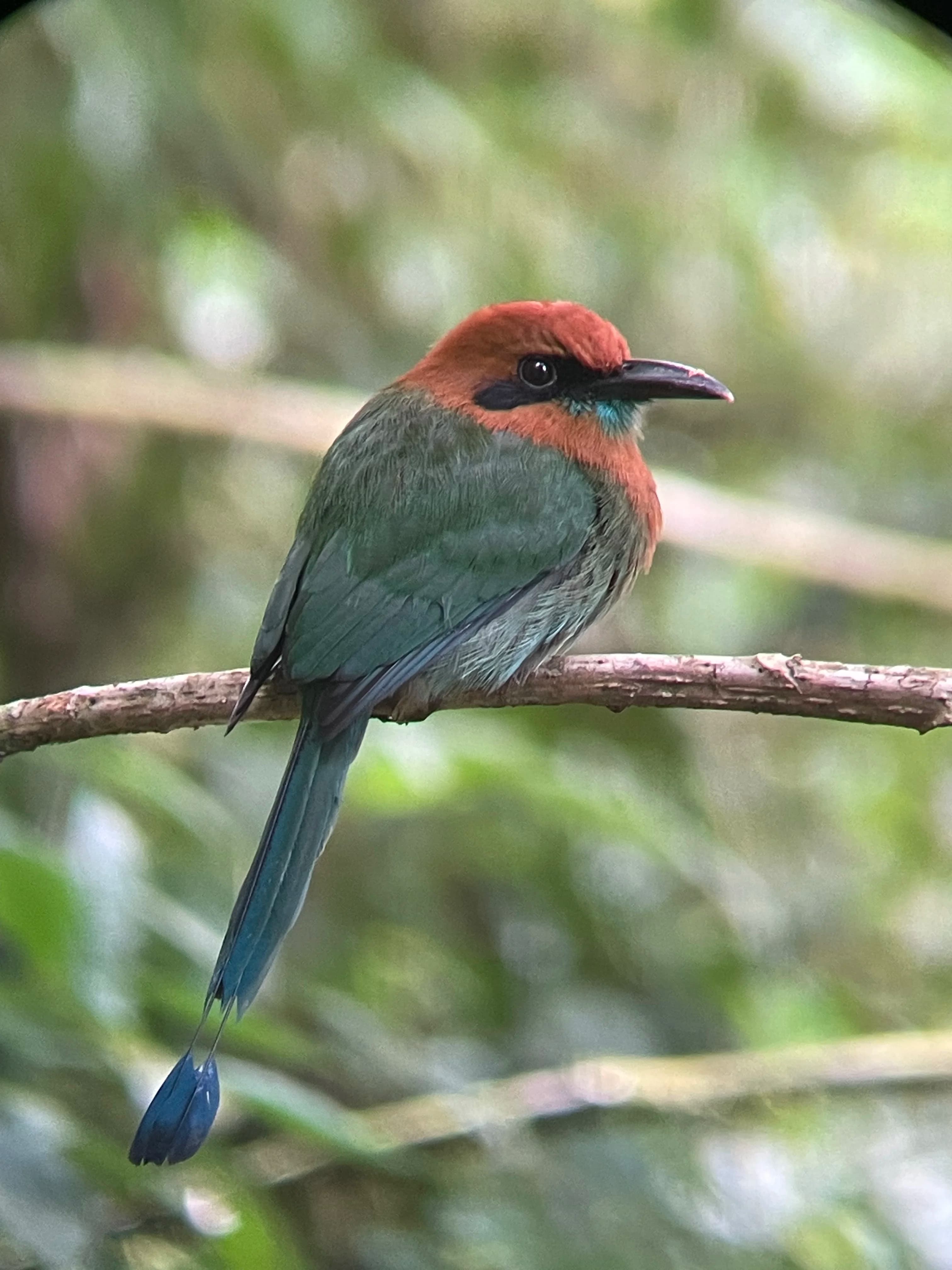 Motmot bird