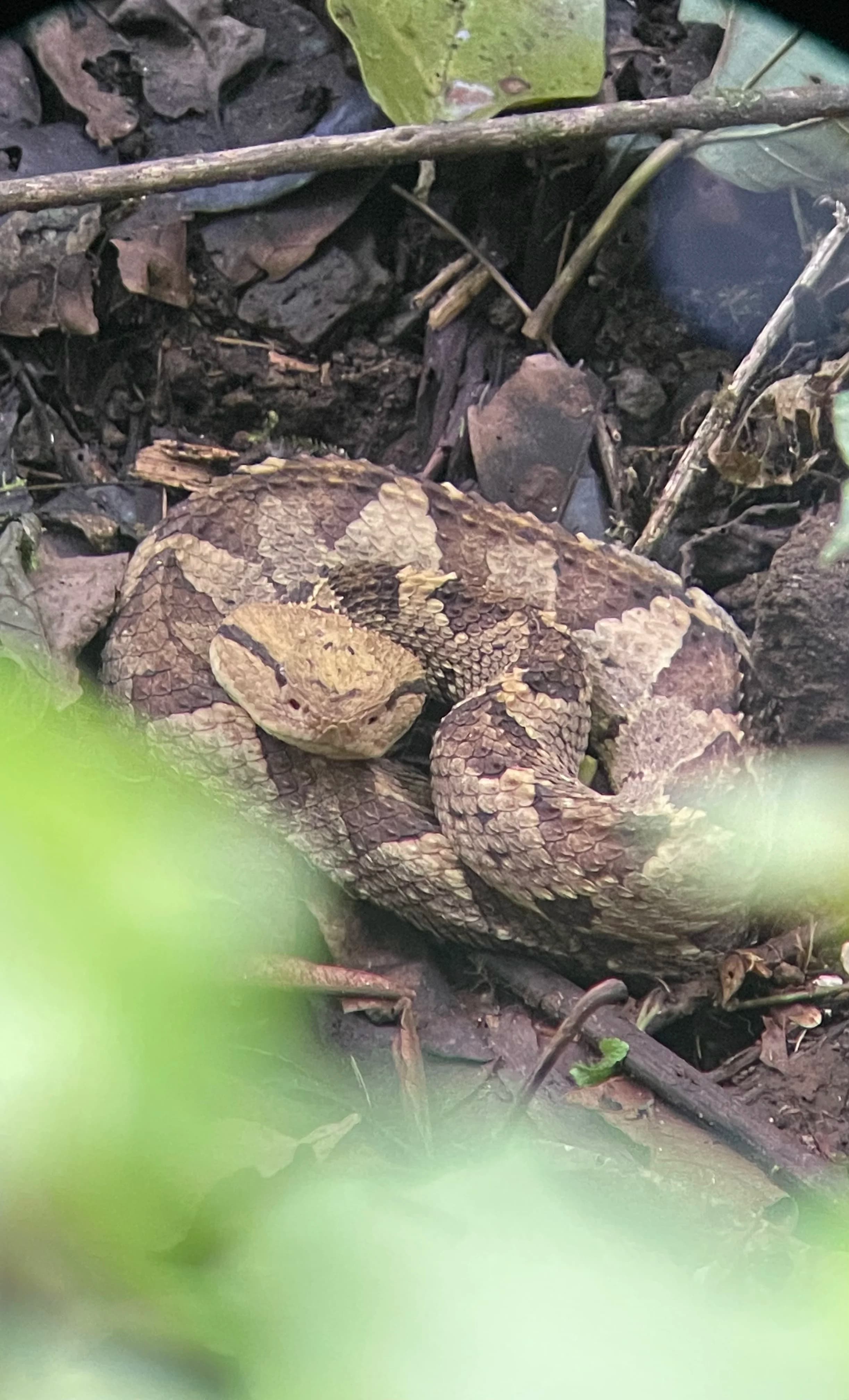 Jumping viper or pitviper
