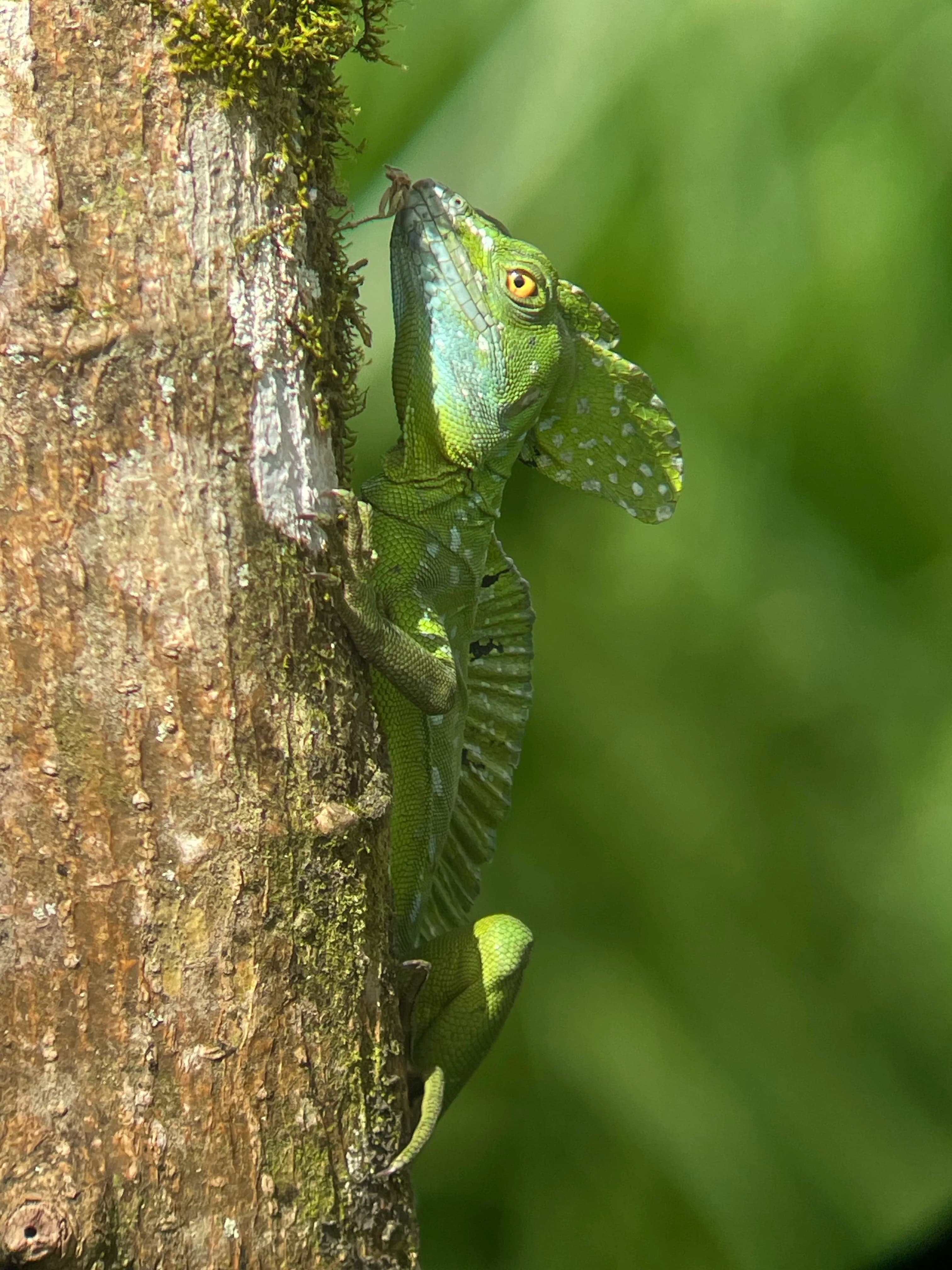 Emerald basilisk lizard