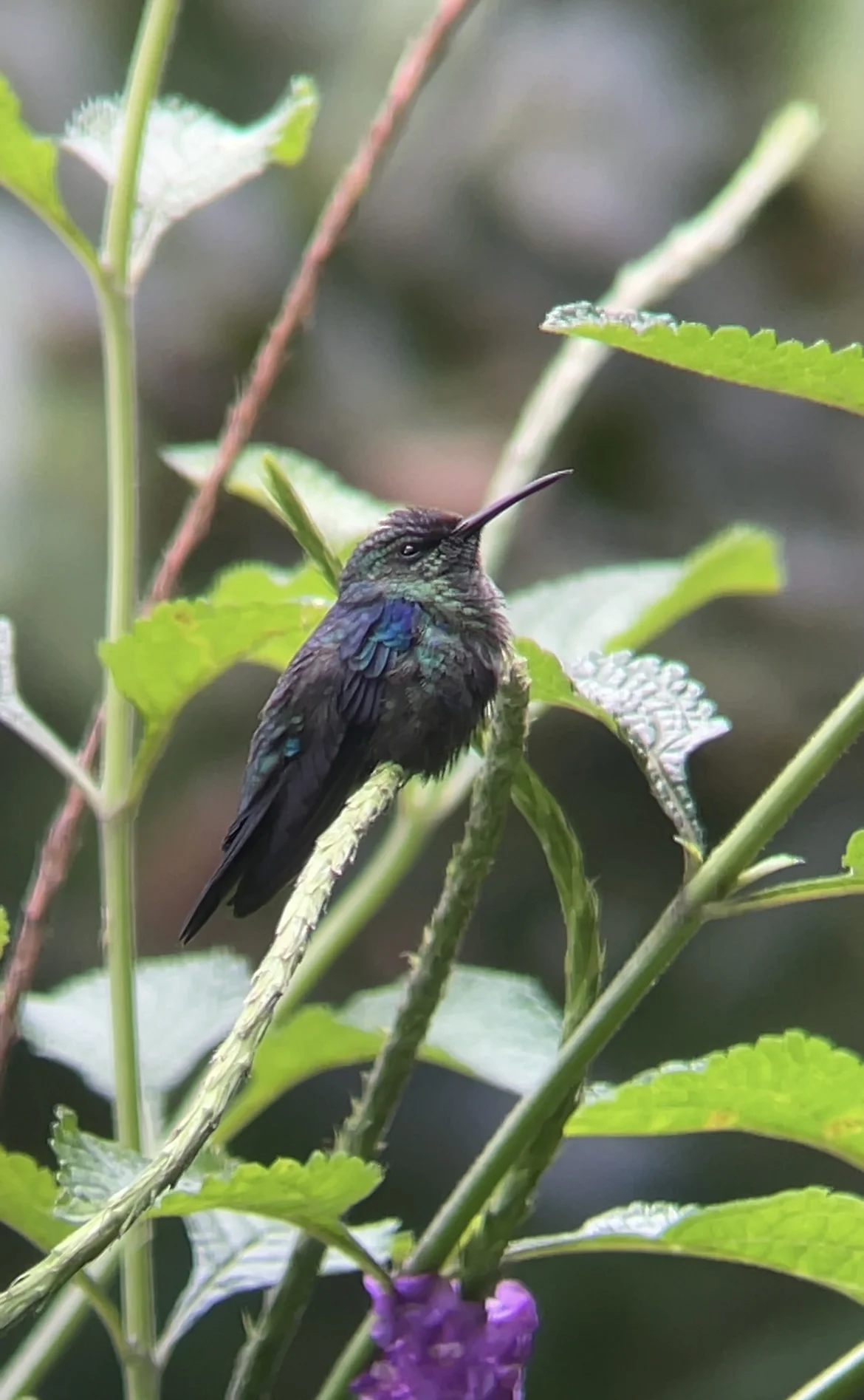 Hummingbird