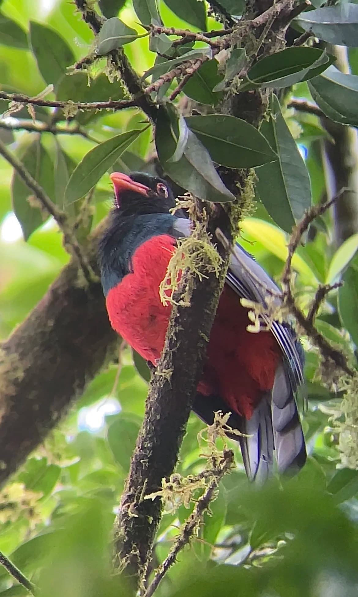 Trogon bird