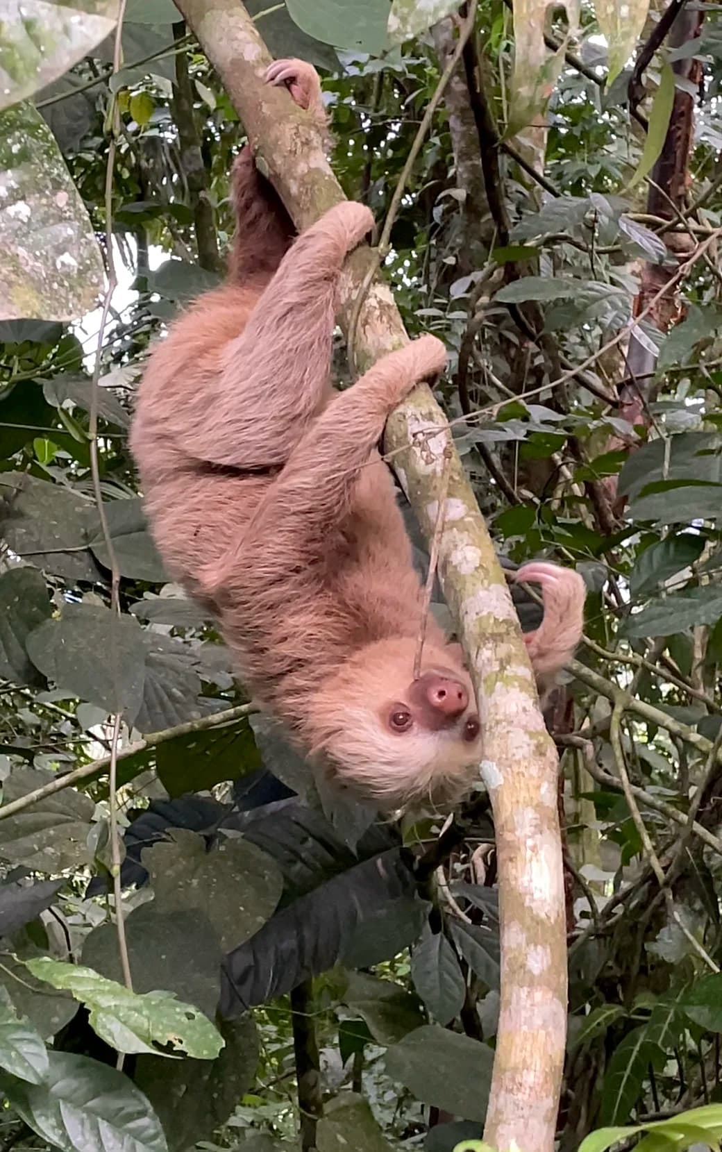 Two toed sloth