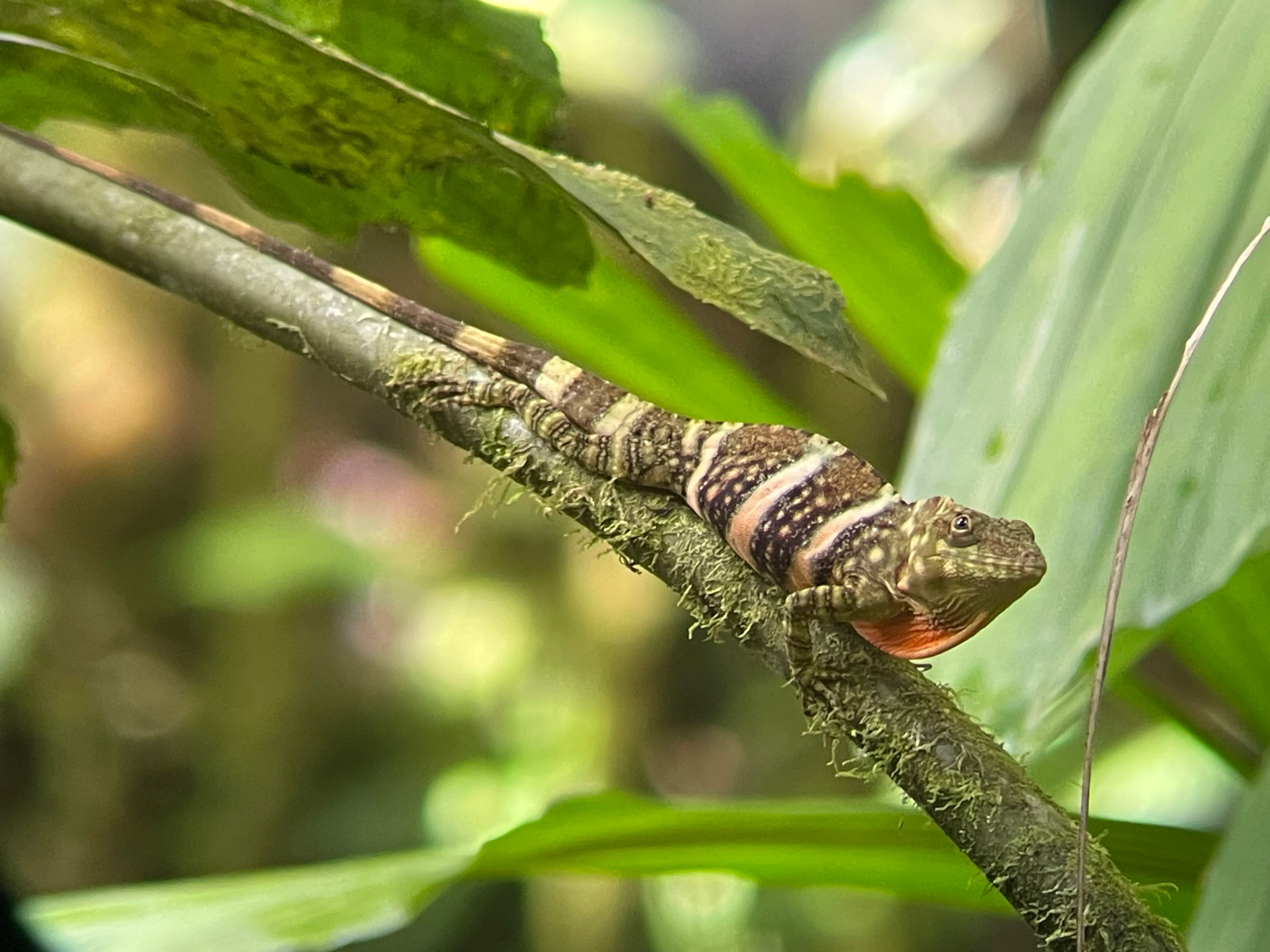 Giant canopy anole lizard