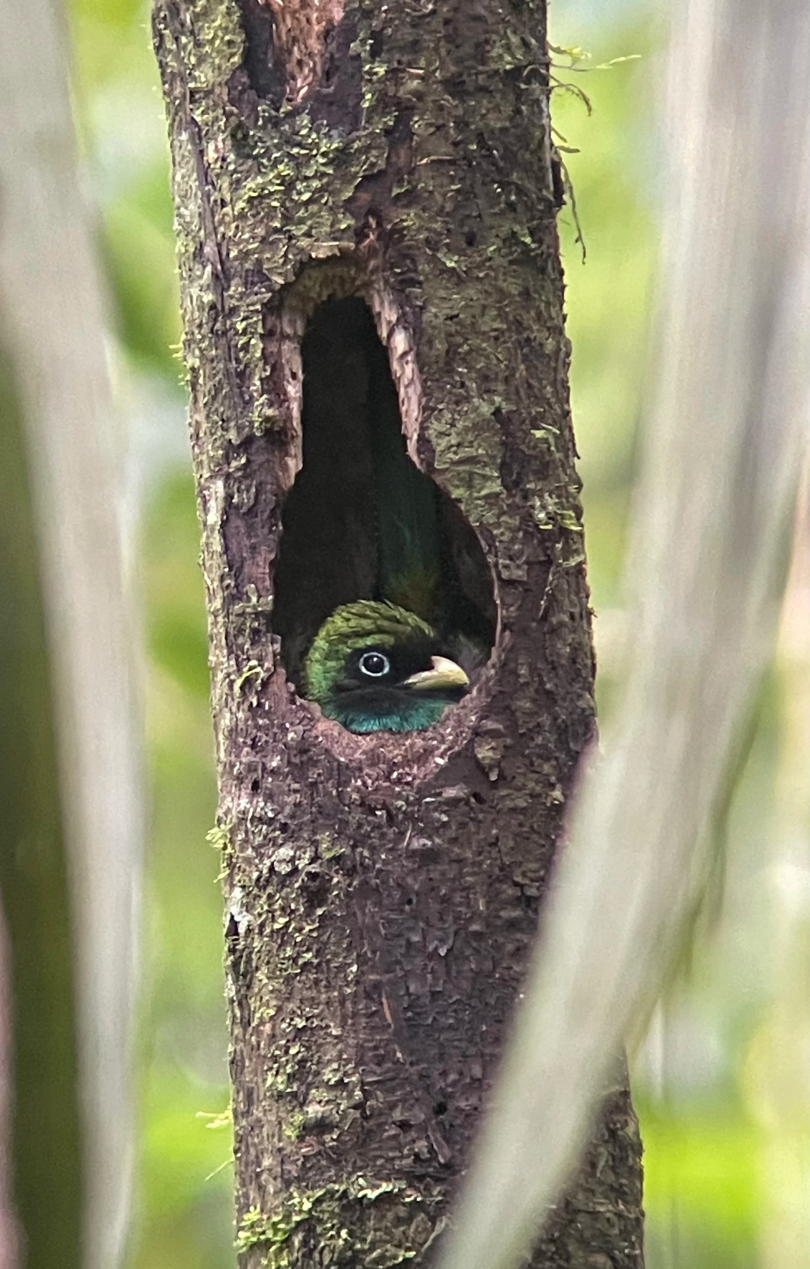Trogon bird in nest