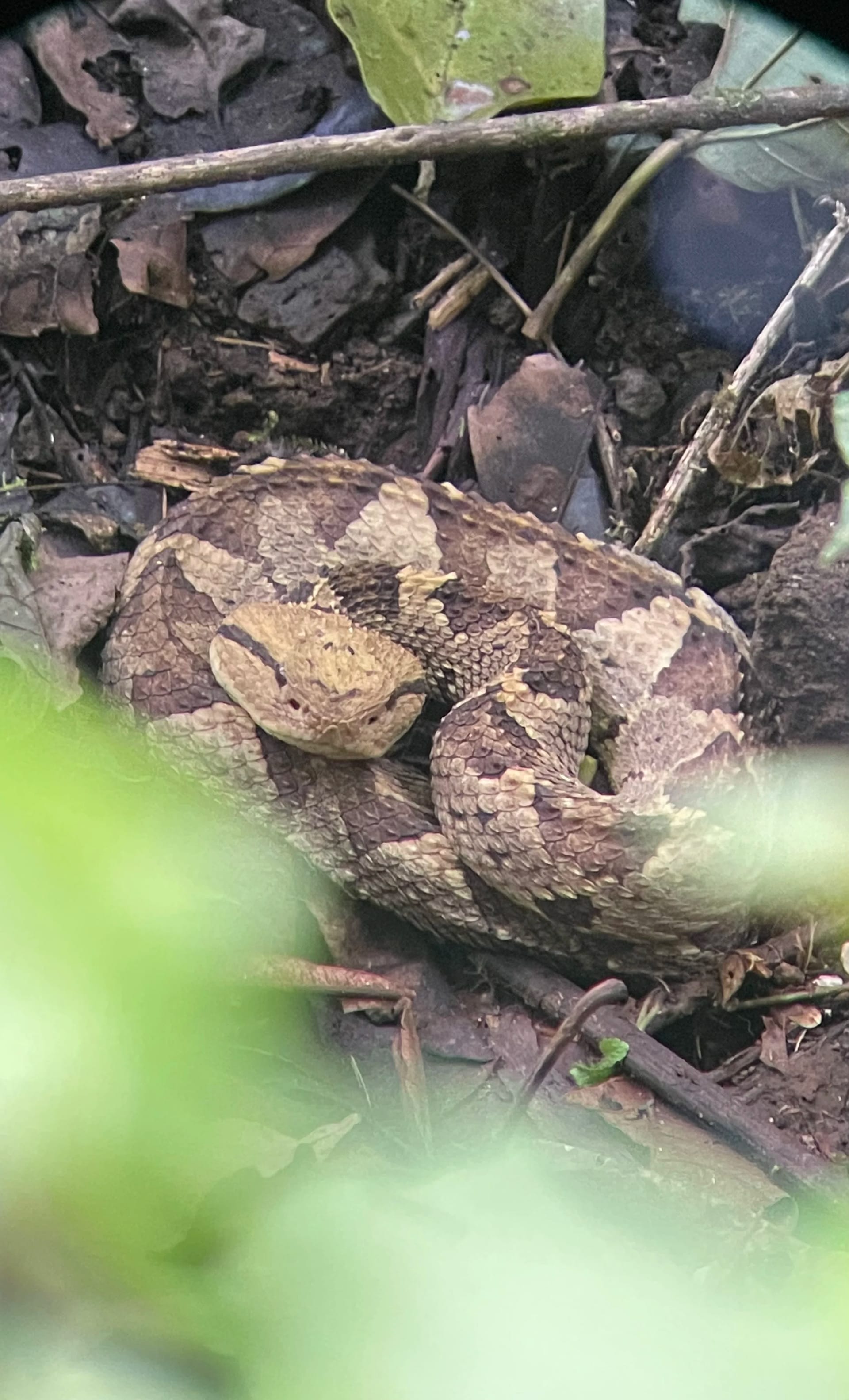 Jumping viper or pitviper