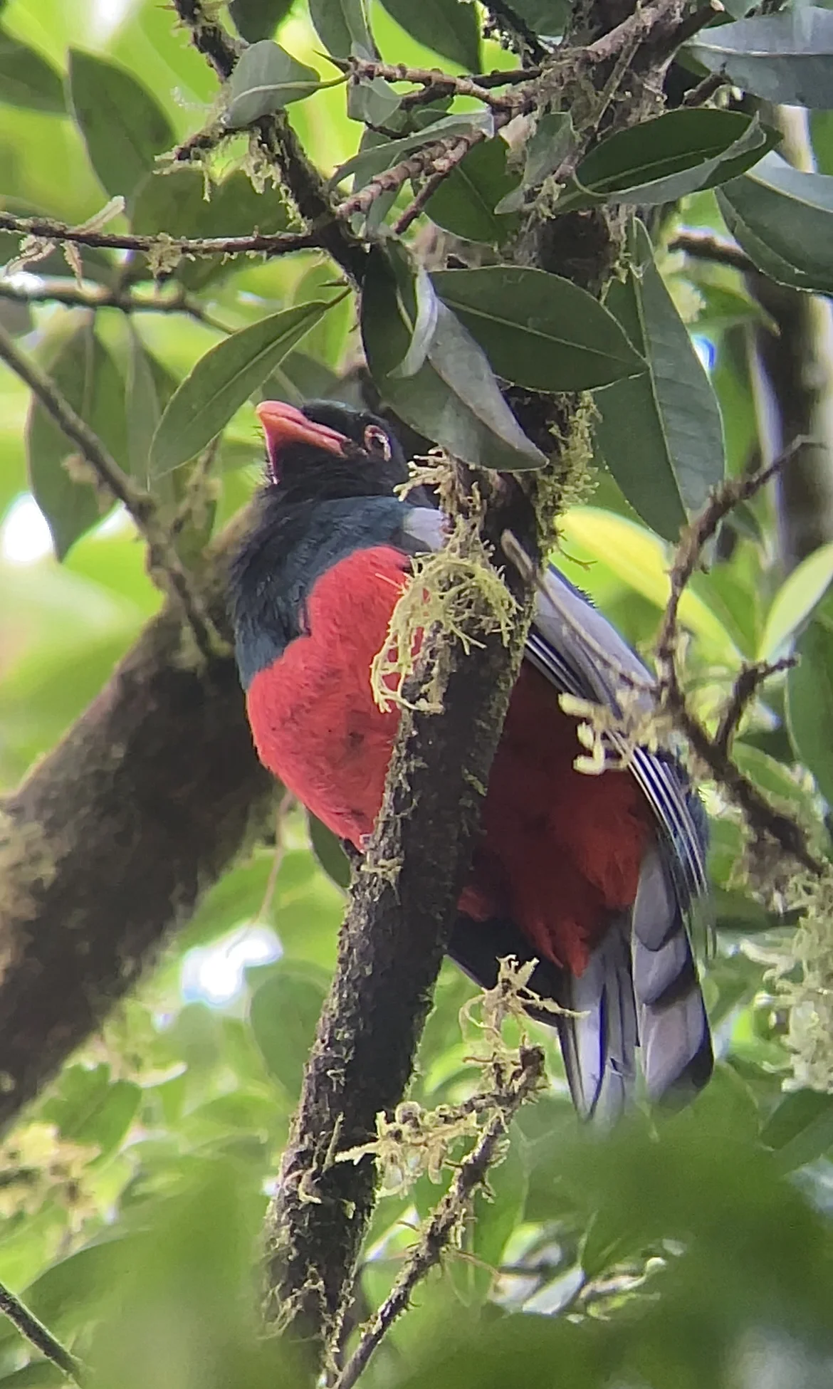 Trogon bird