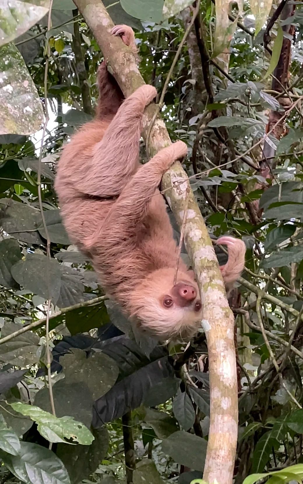 Two toed sloth